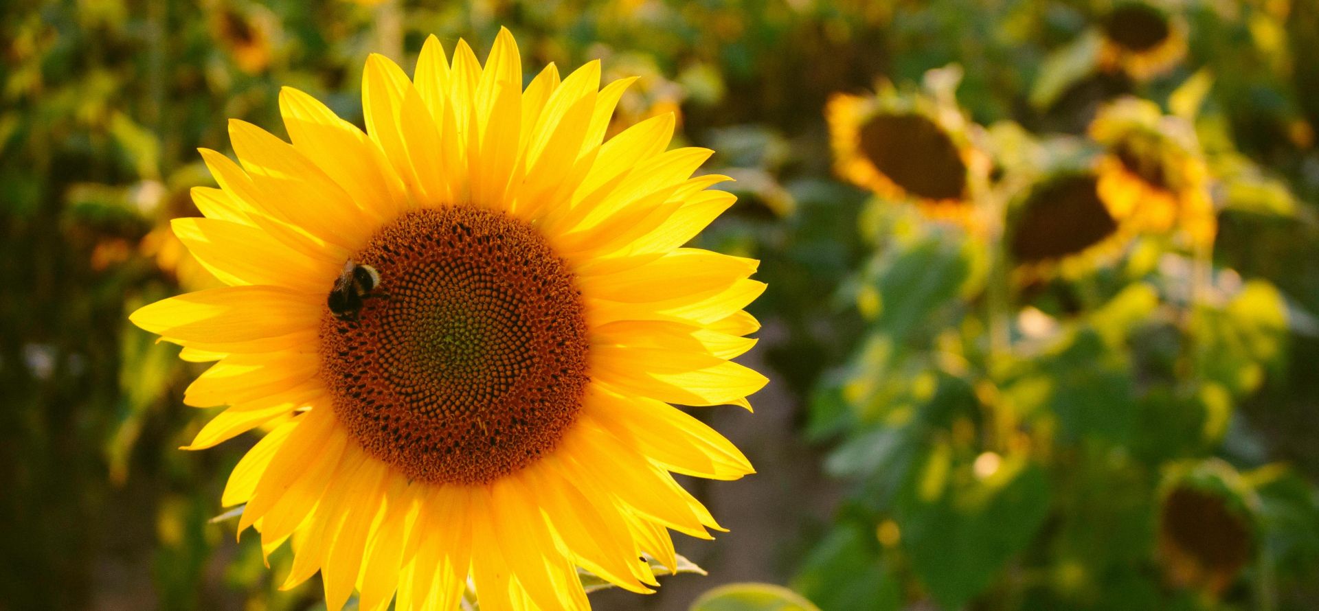 A close-up of a vibrant sunflower in a field with a bee on its petals, highlighting nature's beauty.